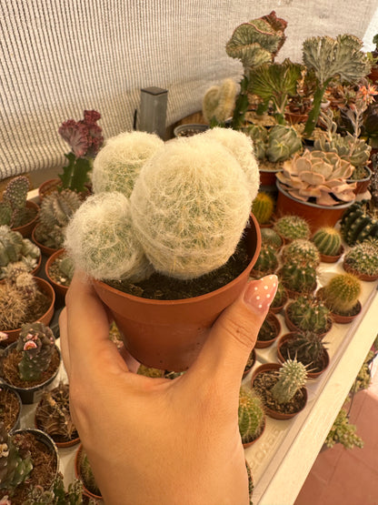 Espostoa lanata