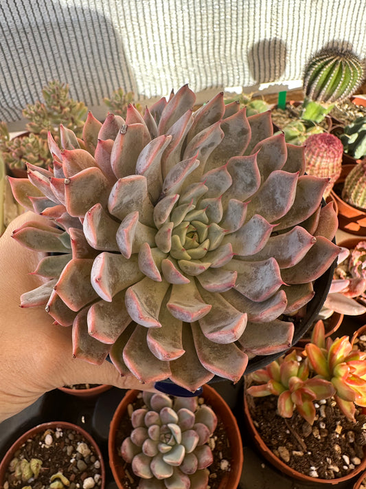 Echeveria Pink Zaragoza