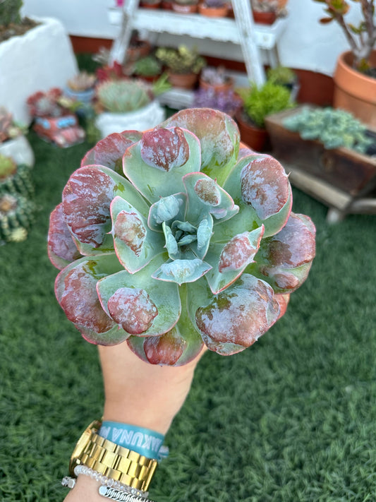 Echeveria Raindrops (13cm)