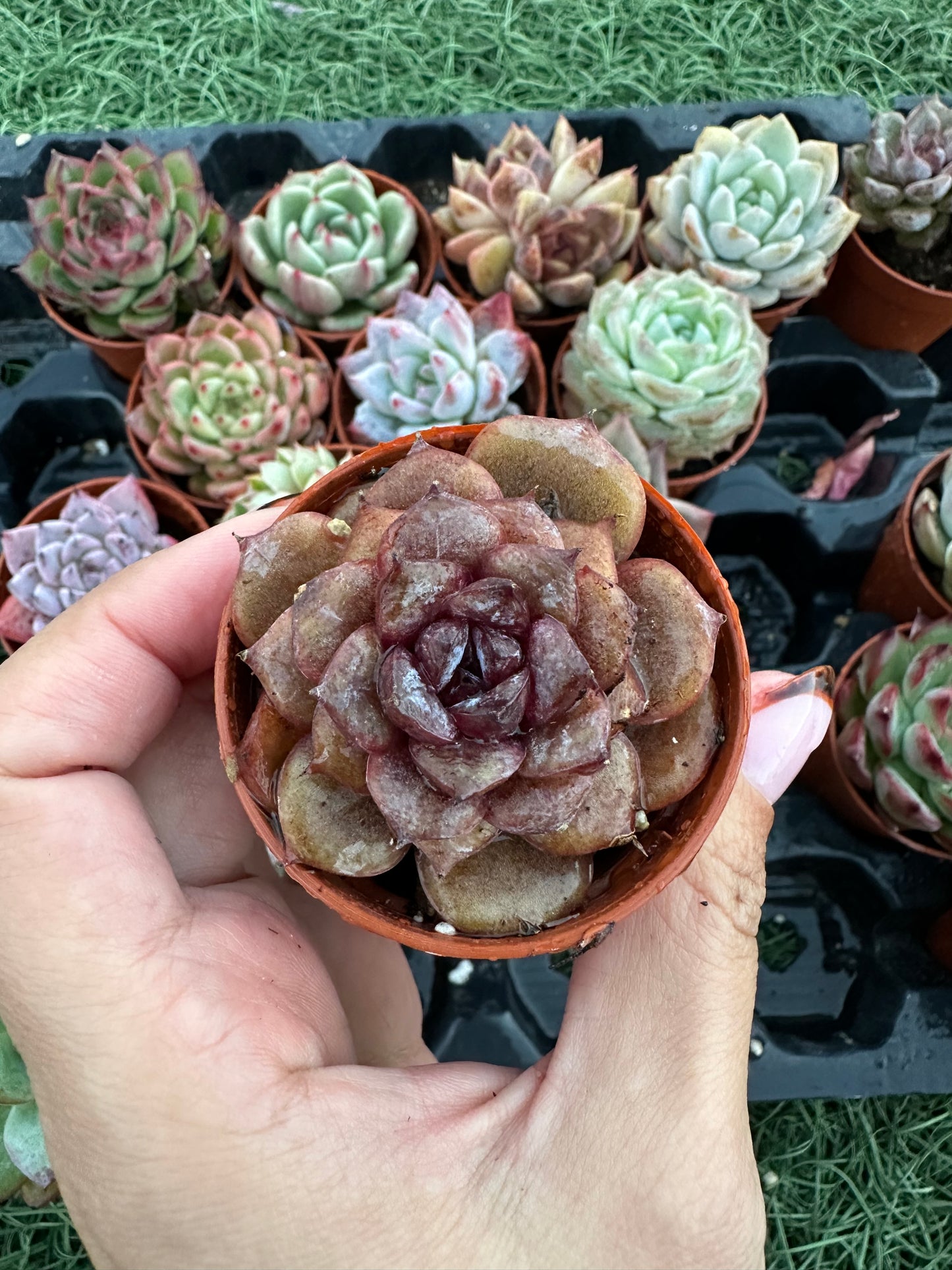 Echeveria Coreana