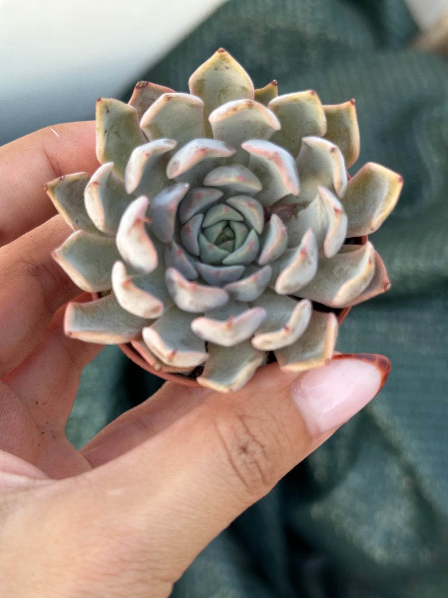 Echeveria Pink Zaragoza
