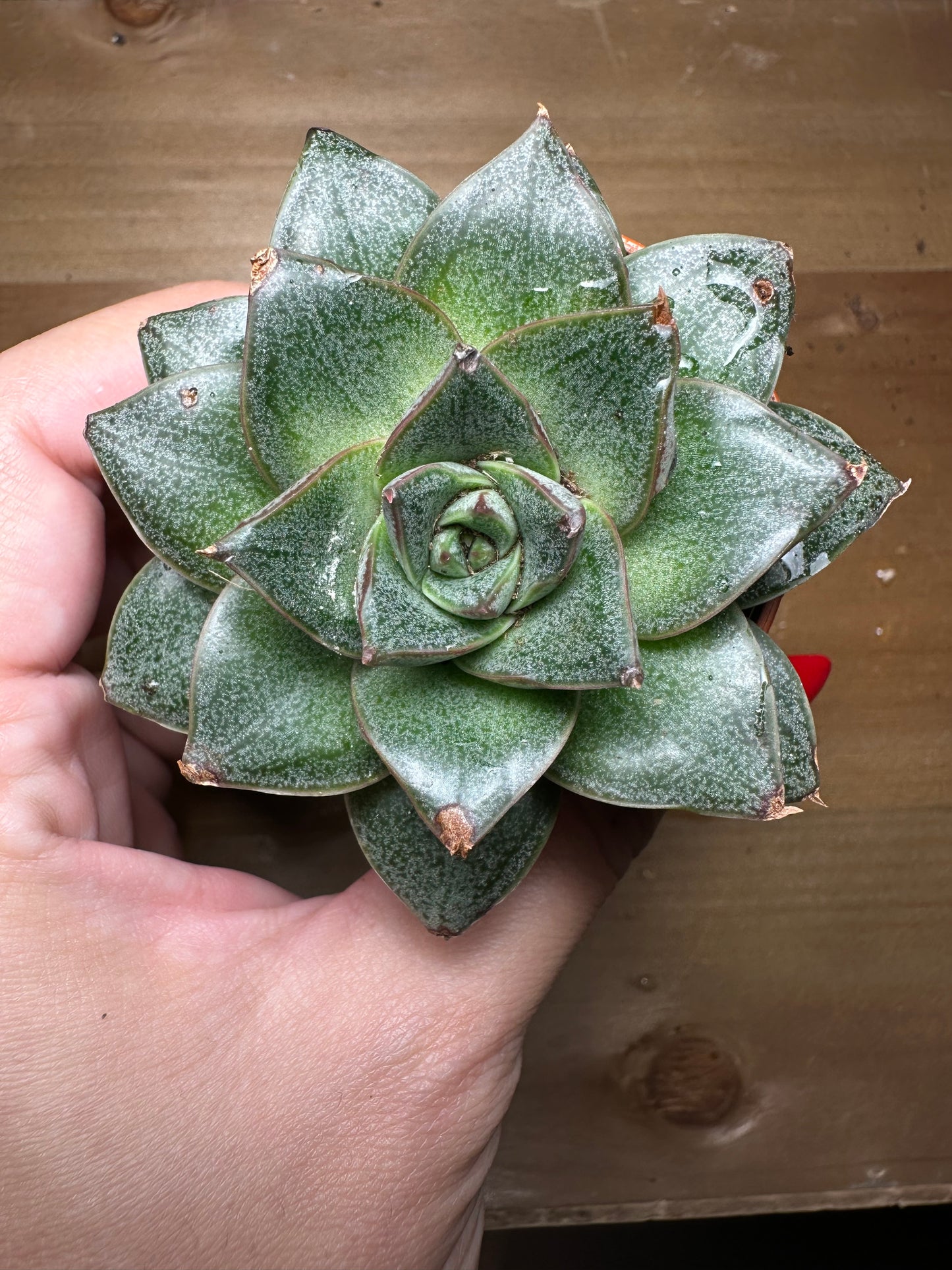 Echeveria Purpusorum