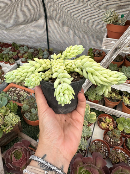 Sedum morganianum
