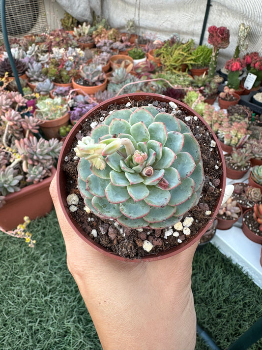 Echeveria Atlantis