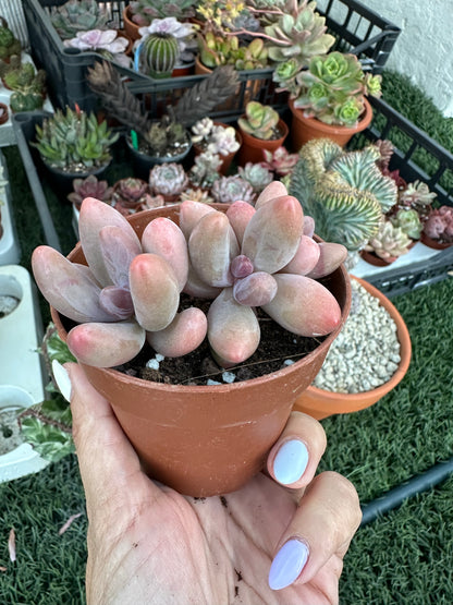 Pachysedum Ganzhou