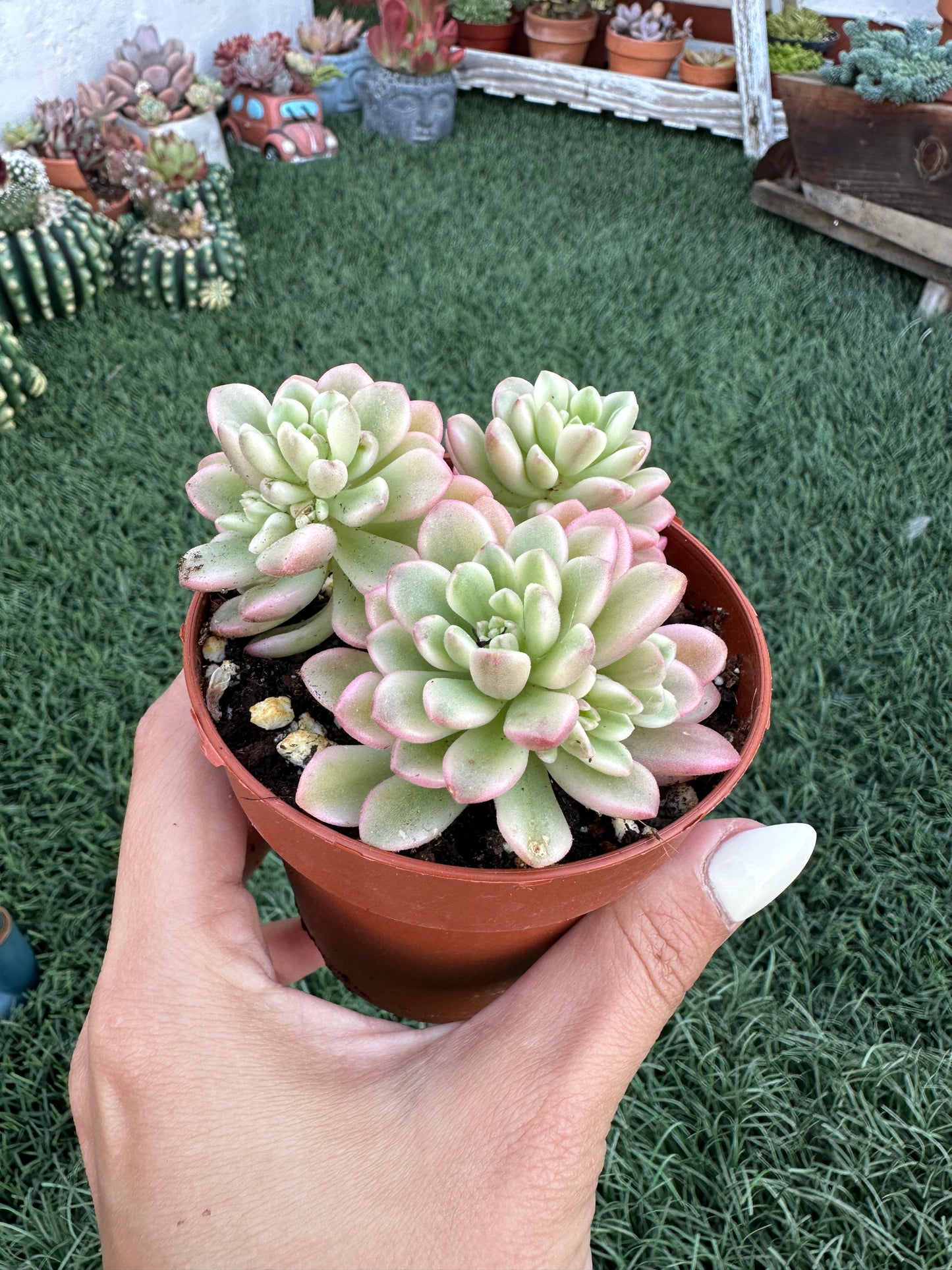 Sedum Joyce Tulloch Variegata