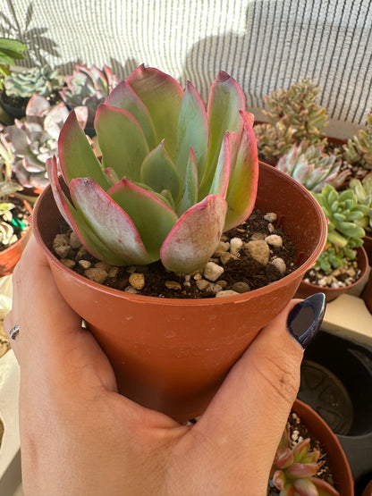 Echeveria Green Pacific