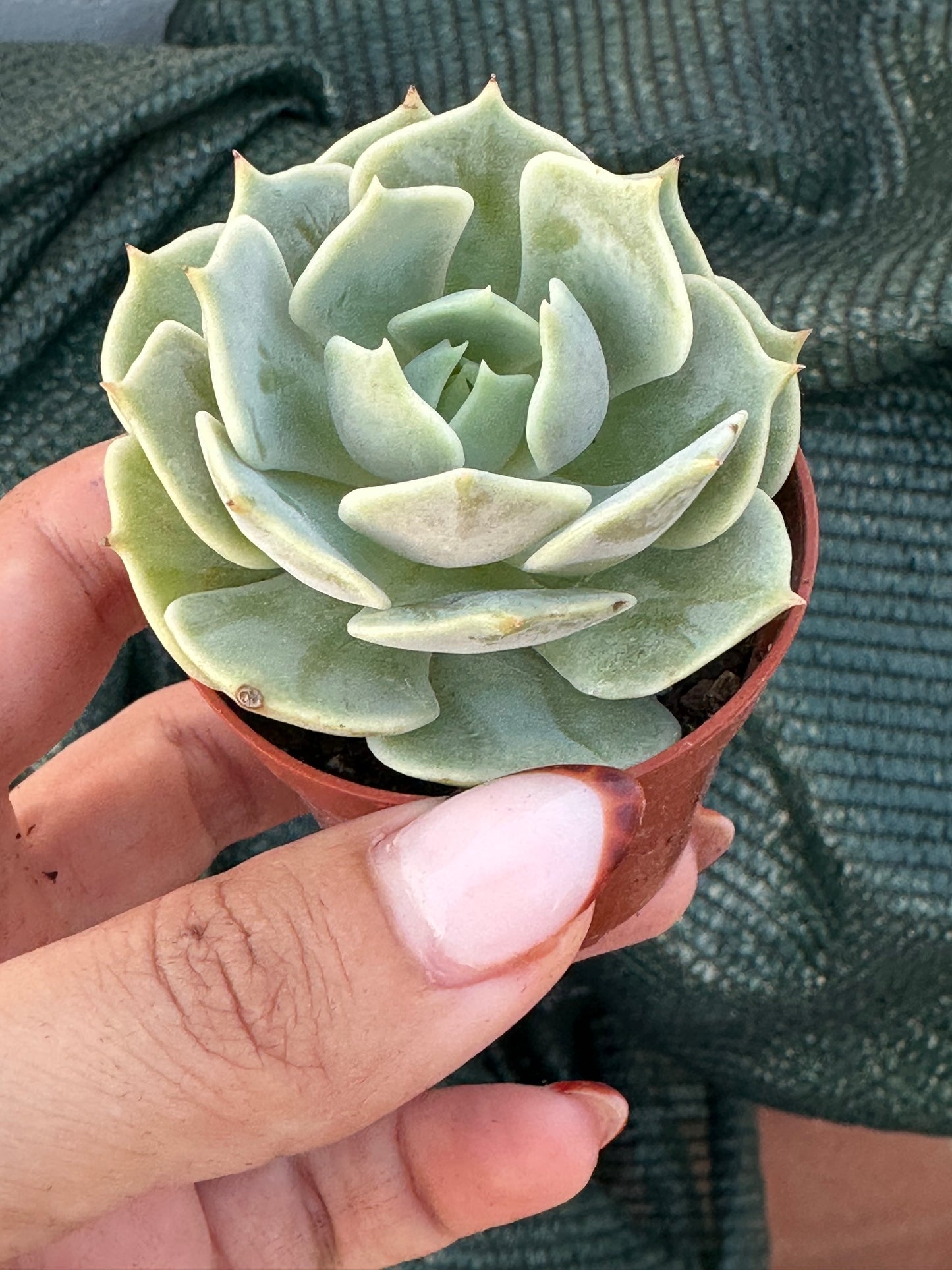 Echeveria Lola