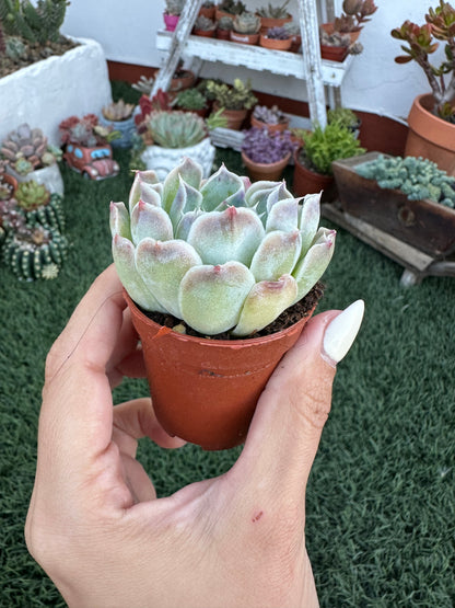Echeveria Simulans ‘Laguna Sánchez’