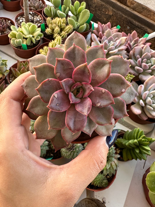 Echeveria Mina Rubra