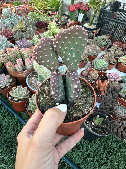 Opuntia Azurea