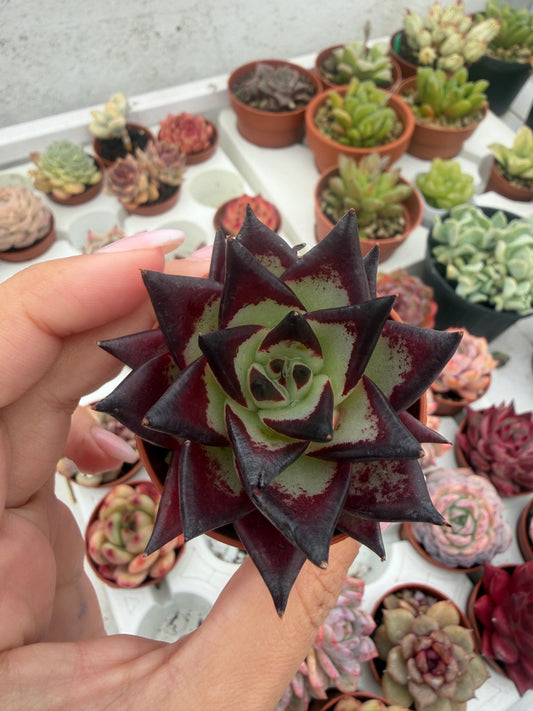 Echeveria Agavoides Ebony