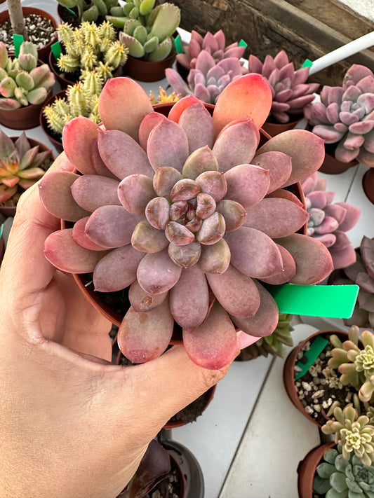 Echeveria black raccoon