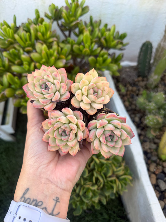 Echeveria coreana híbrido