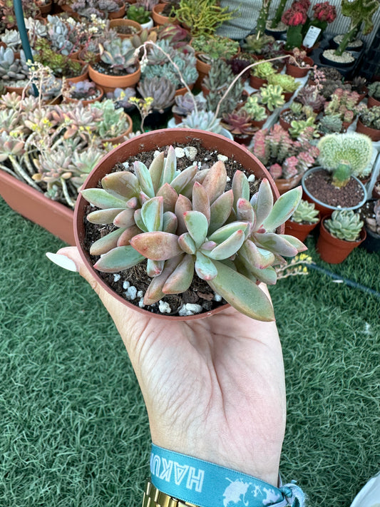 Echeveria Rezy