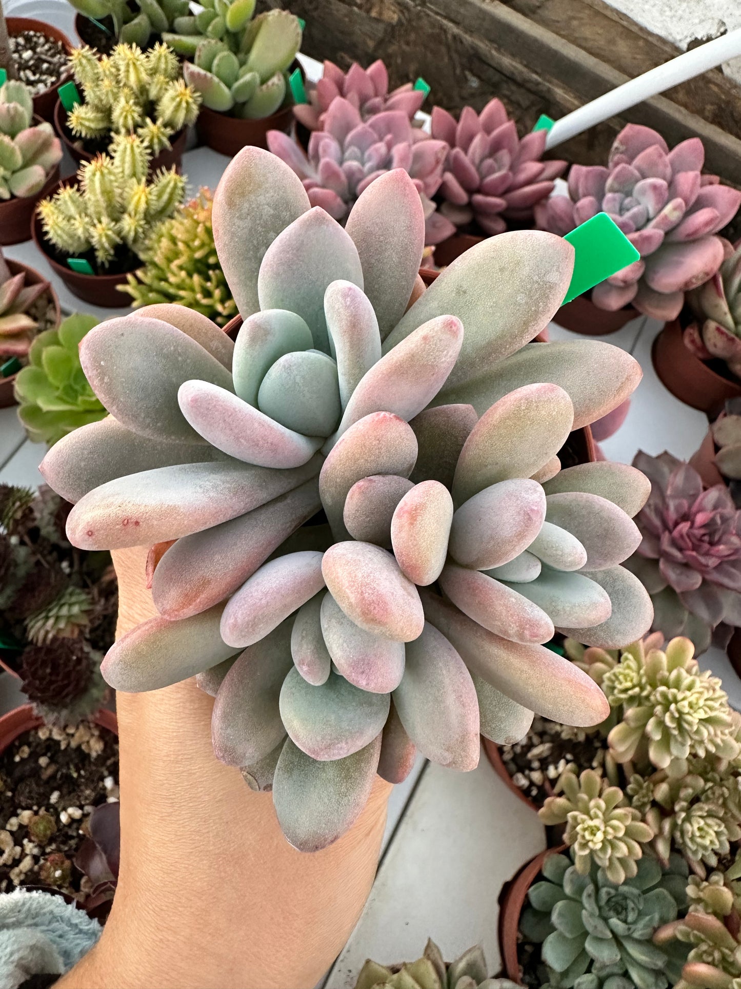 Pachyphytum captain jessop