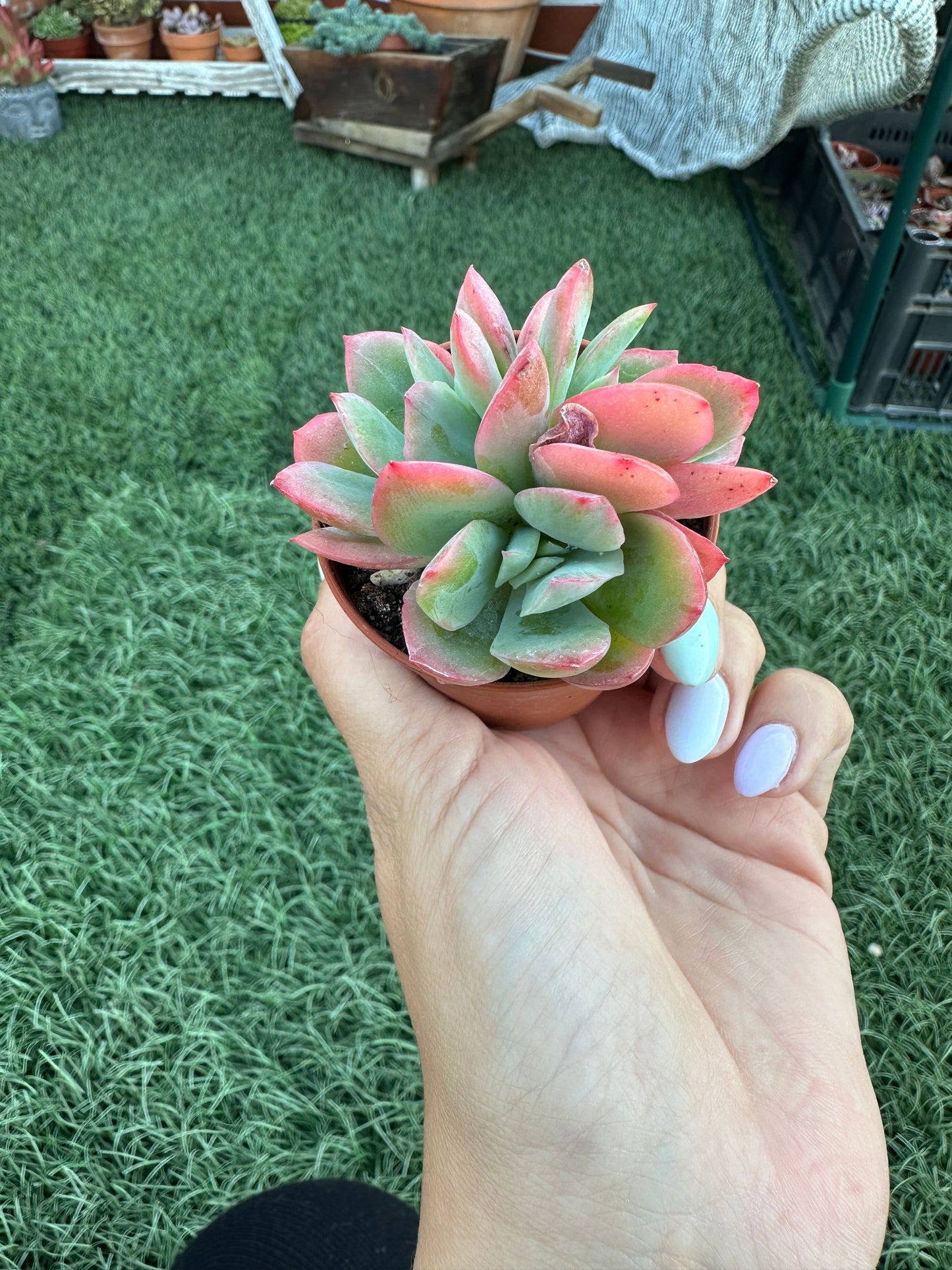 Echeveria Luella Crestata