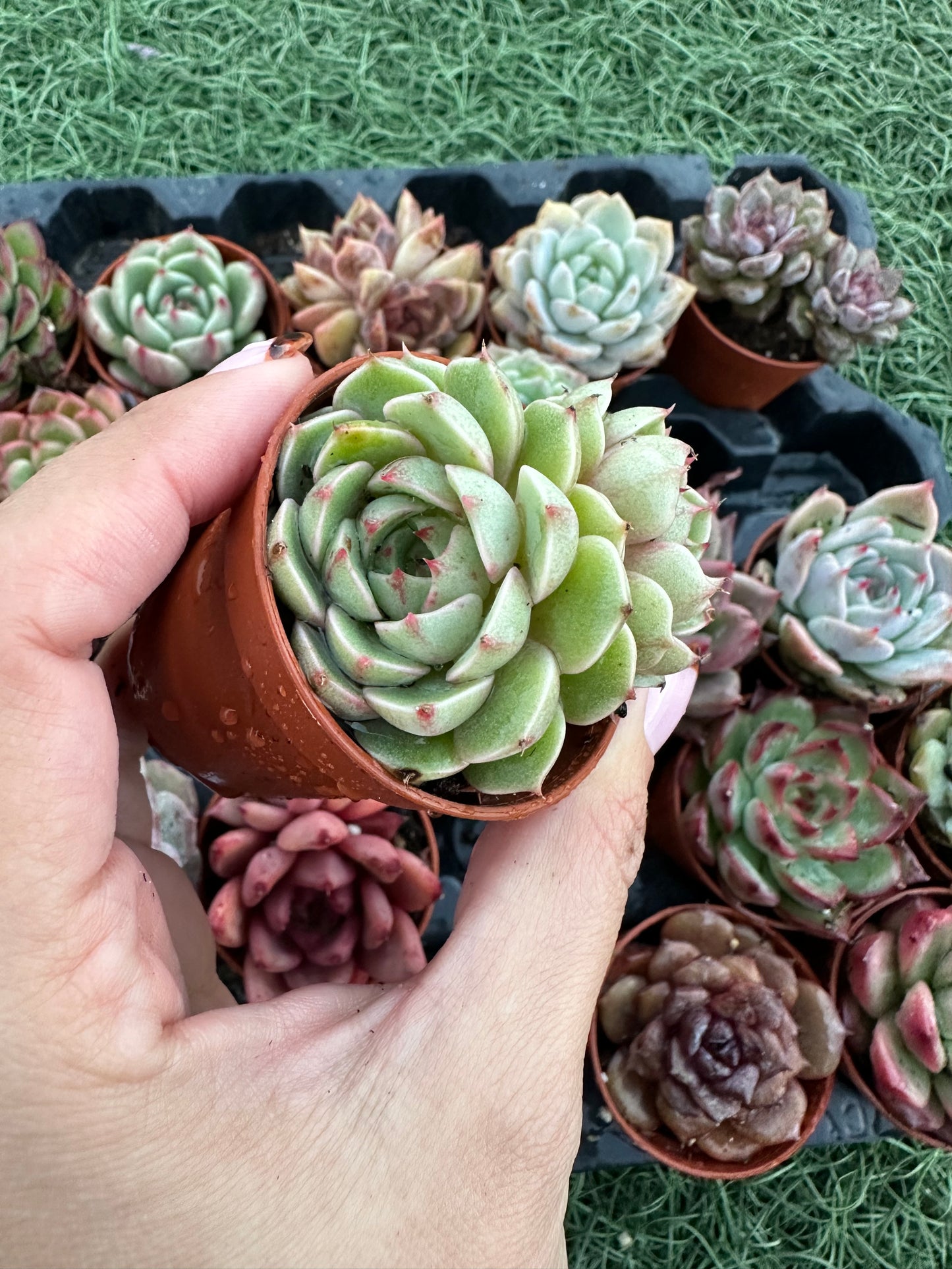 Echeveria Coreana