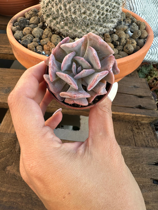 Echeveria Cubic Frost