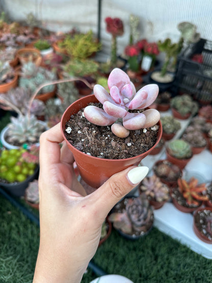 Graptopetalum Amethystinum