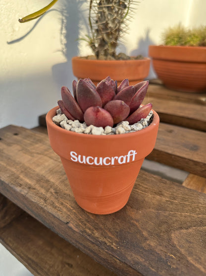 Echeveria Nike