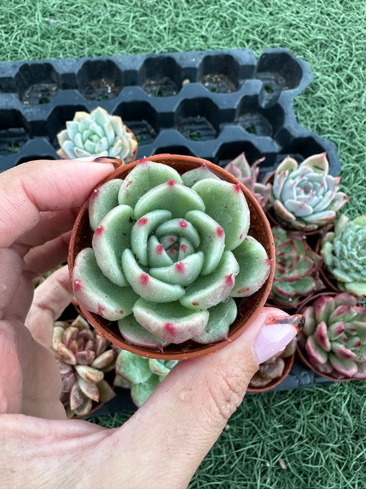 Echeveria Coreana
