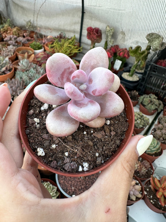 Graptopetalum Amethystinum