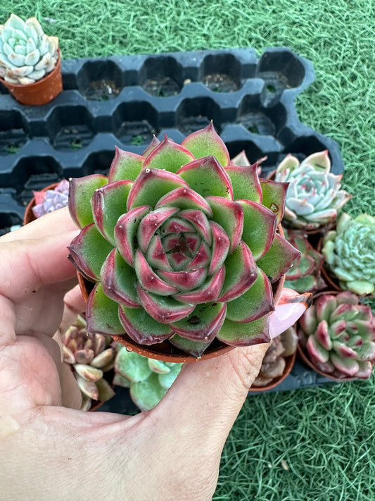 Echeveria Coreana
