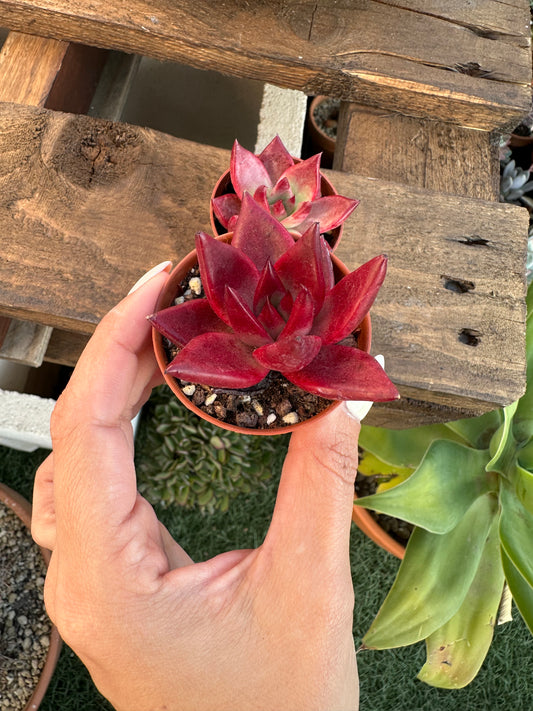Echeveria Agavoides “Romeo Rubin”