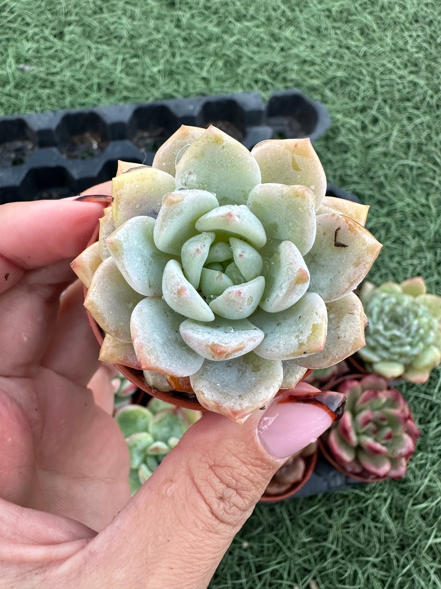 Echeveria Coreana