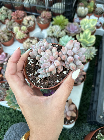 Pachyphytum Rzedowskii