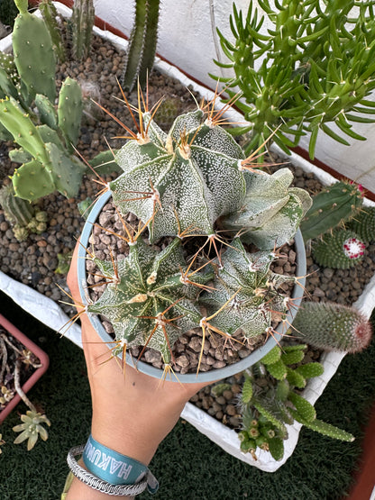Astrophytum Ornatum “Cactus Estrella”