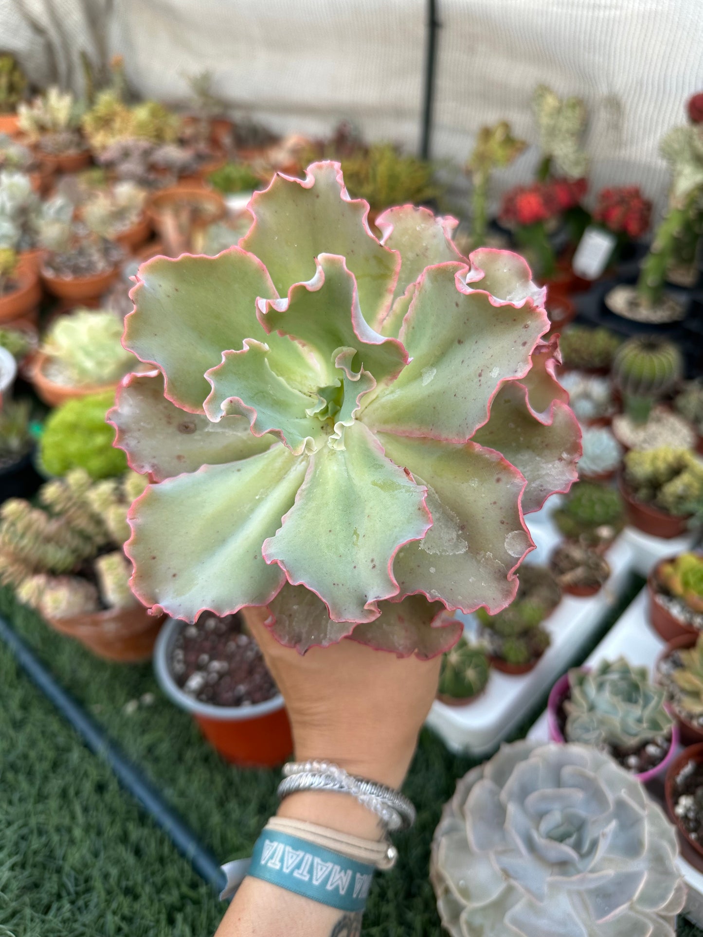 Echeveria Giant Blue