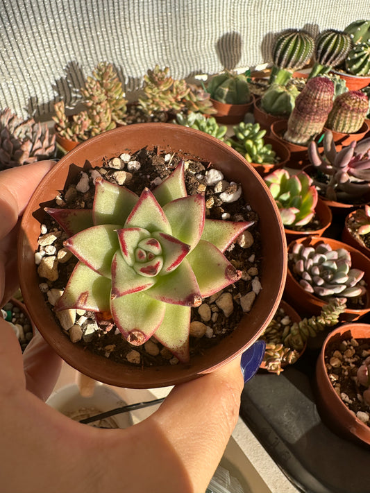 Echeveria Agavoides