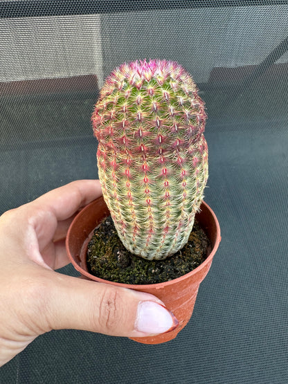 Echinocereus Rigidissimus Rubispinus (Cactus Barbie)