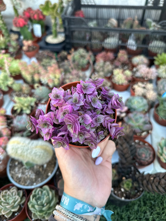 Callisia Repens “Pink Lady”
