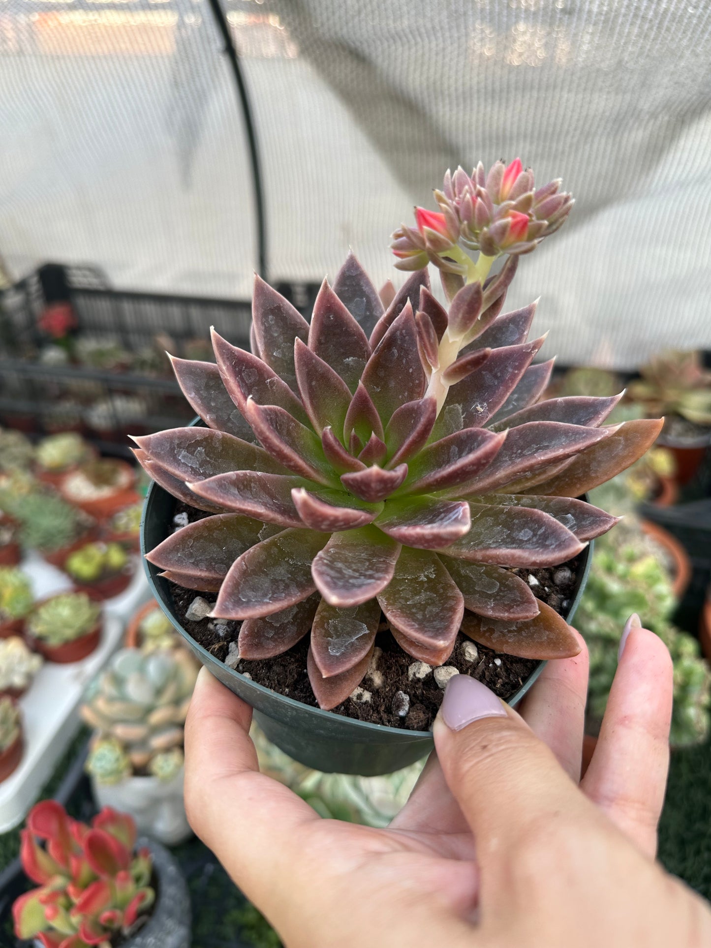 Echeveria Serrana