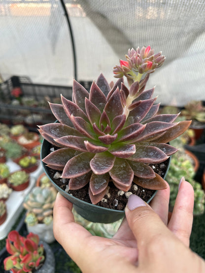 Echeveria Serrana