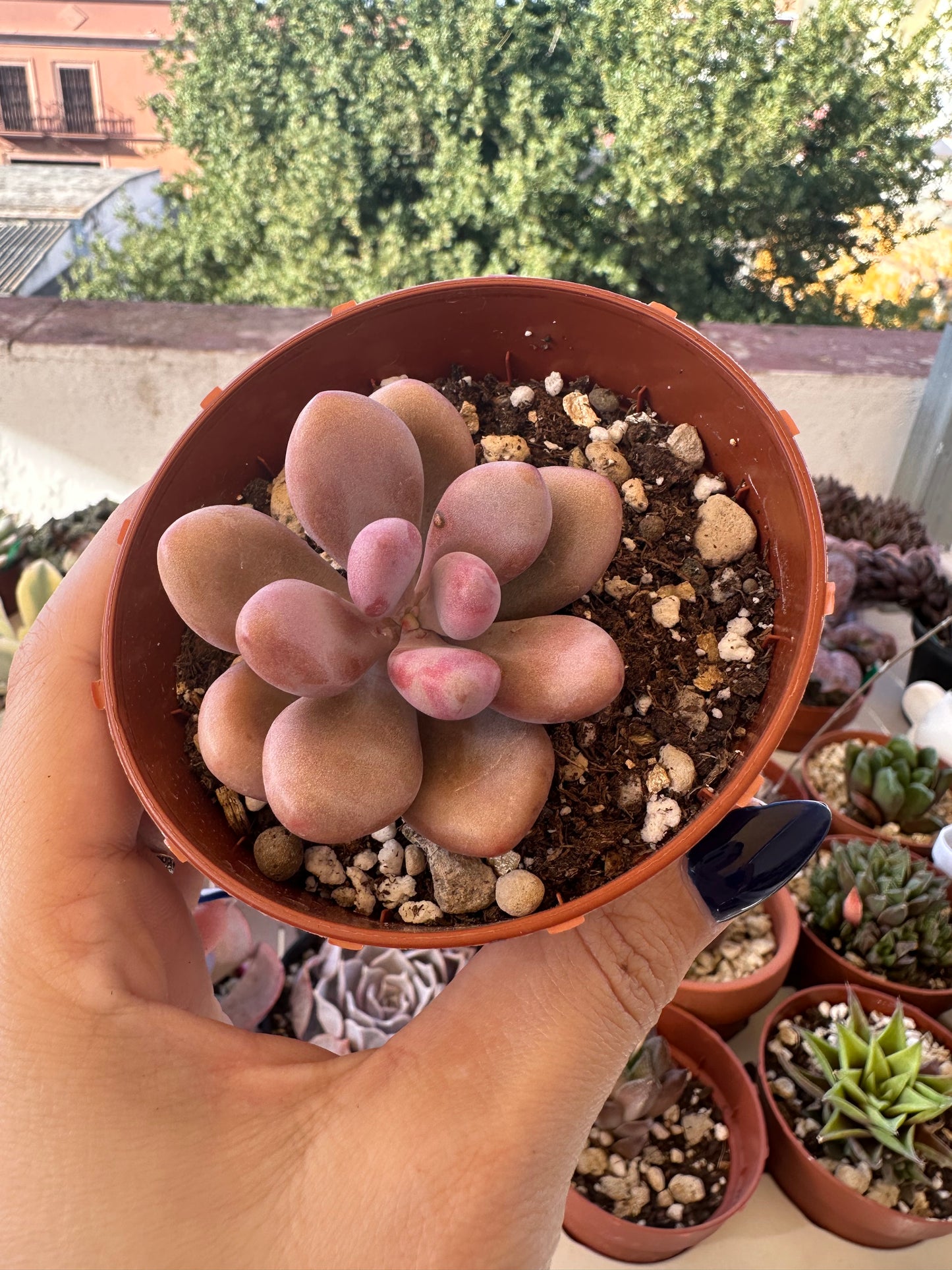 Graptopetalum Amethystinum
