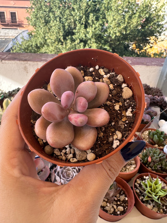 Graptopetalum Amethystinum