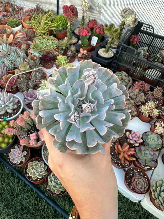 Echeveria Swan Lake