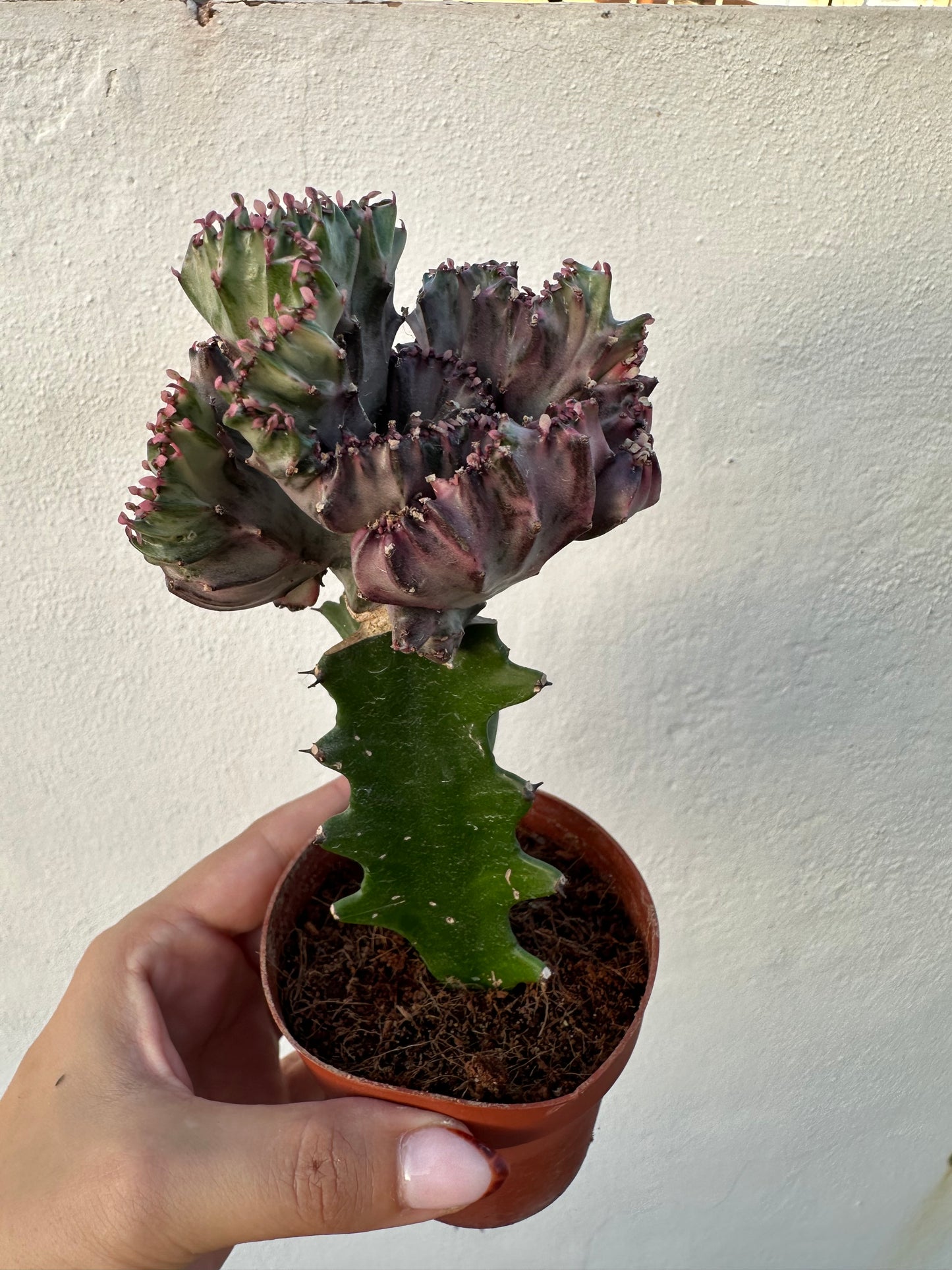 Euphorbia Lactea Cristata “Coral”