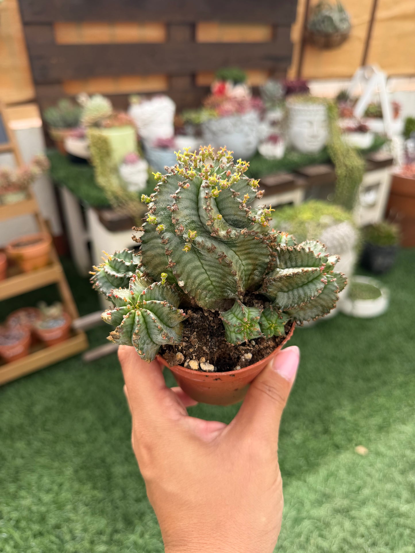 Euphorbia horrida