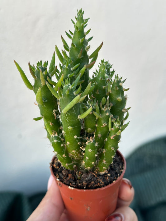 Austrocylindropuntia subulata