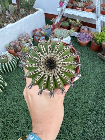 Uebelmannia Pectinifera