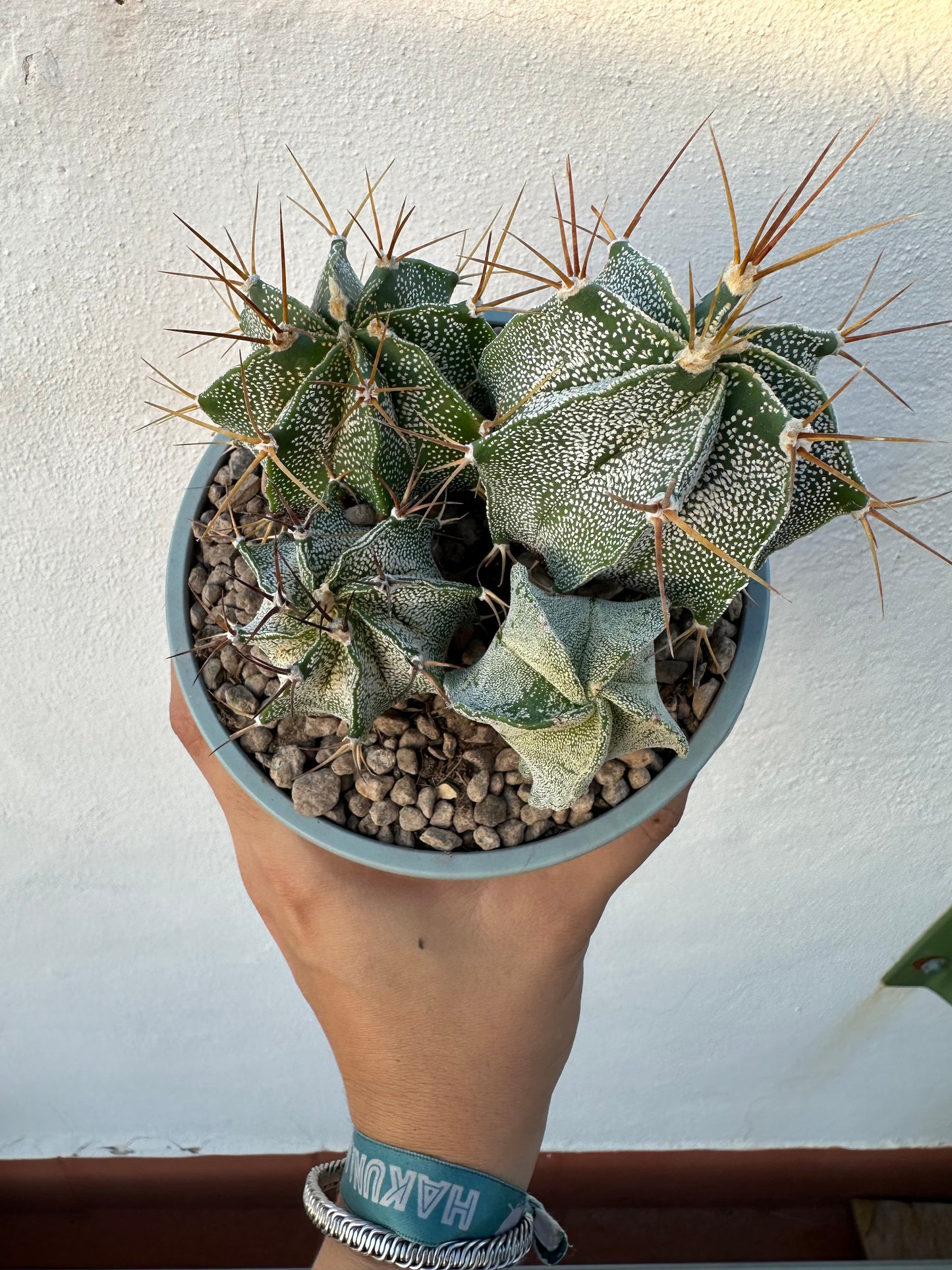 Astrophytum Ornatum “Cactus Estrella”