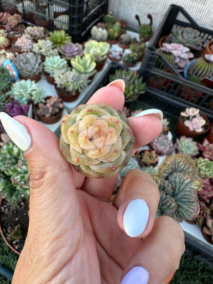 Echeveria Daiquiri