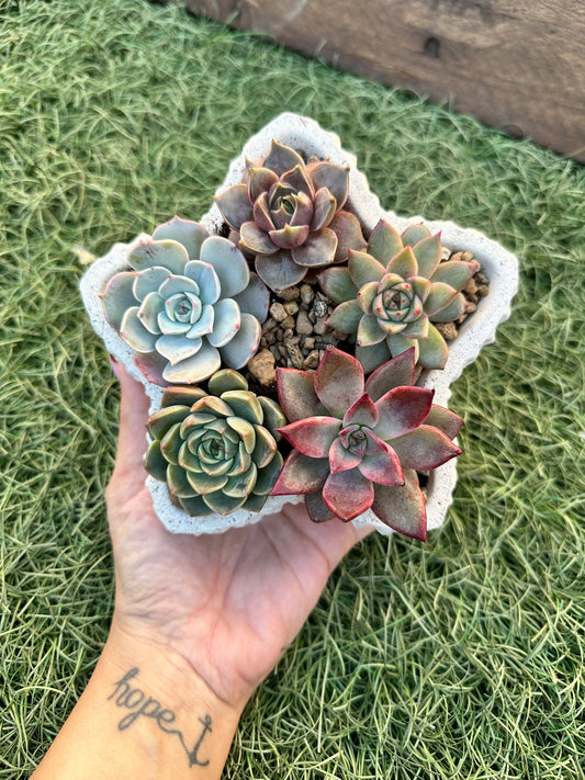 Estrella de suculentas