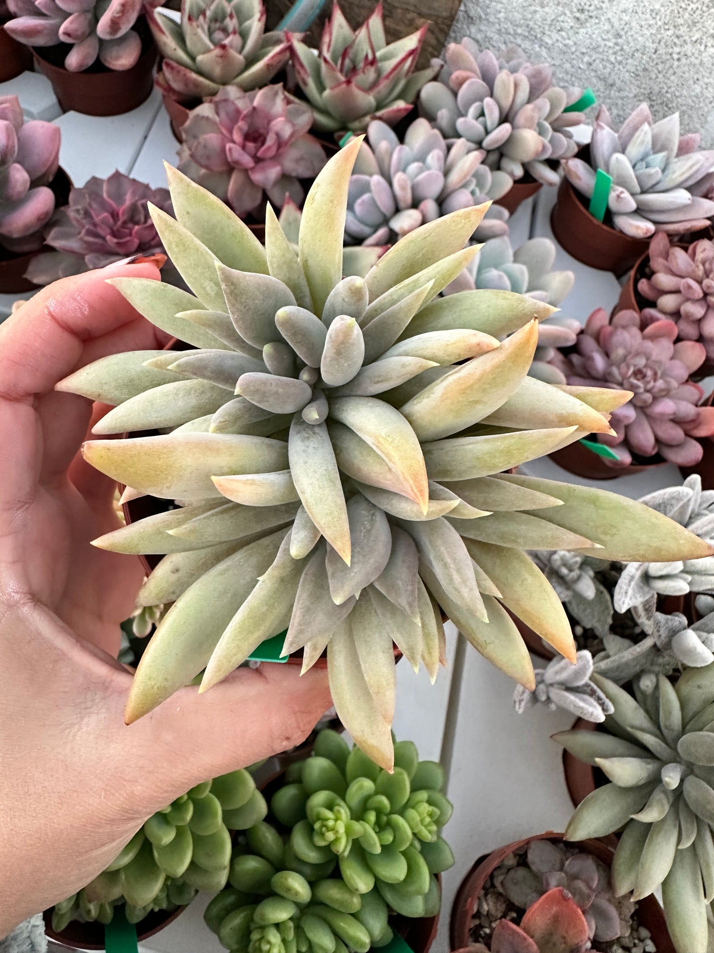 Pachyveria Glacier