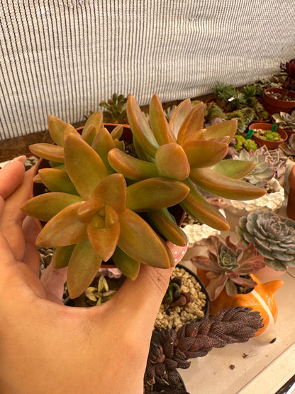 Sedum Nussbaumerianum